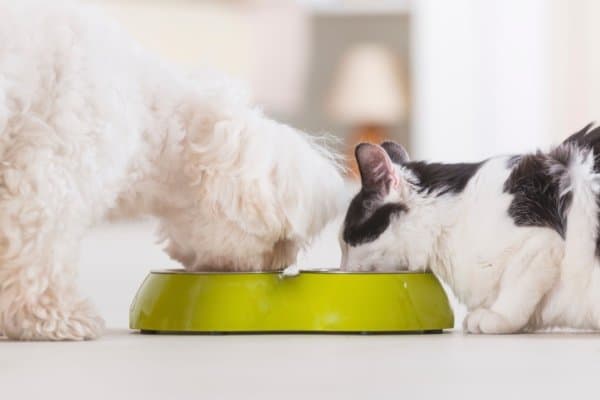 Dog and cat drinking water out of a bowl together.