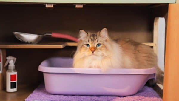 Cat sitting in a litter box that is hidden inside a cupboard.