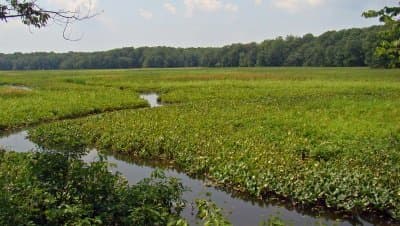 va-great-marsh-mason-neck