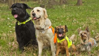 Four dogs sitting together outside. Each is wearing a reflective safety vest.